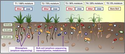 Interactive effects of depth and differential irrigation on soil microbiome composition and functioning